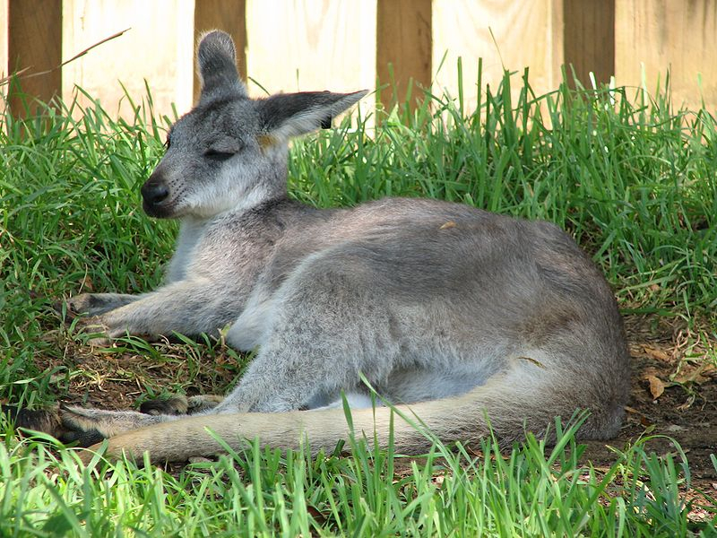 작은 캥거루 '월러루', 훈련만 받는다면 좋은 반려동물 될 수 있어