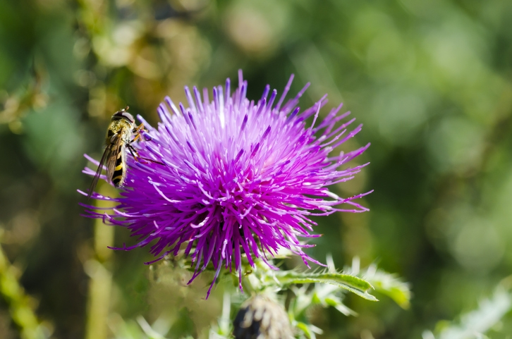 지방간·당뇨에 좋은 음식 '엉겅퀴(밀크씨슬)' 효능·부작용은? 실리마린↑ 밀크시슬 복용 시간도
