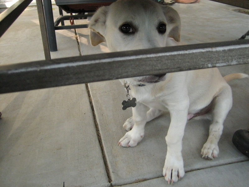 반려견이 전하는 감동 스토리, 영화로 만나볼까