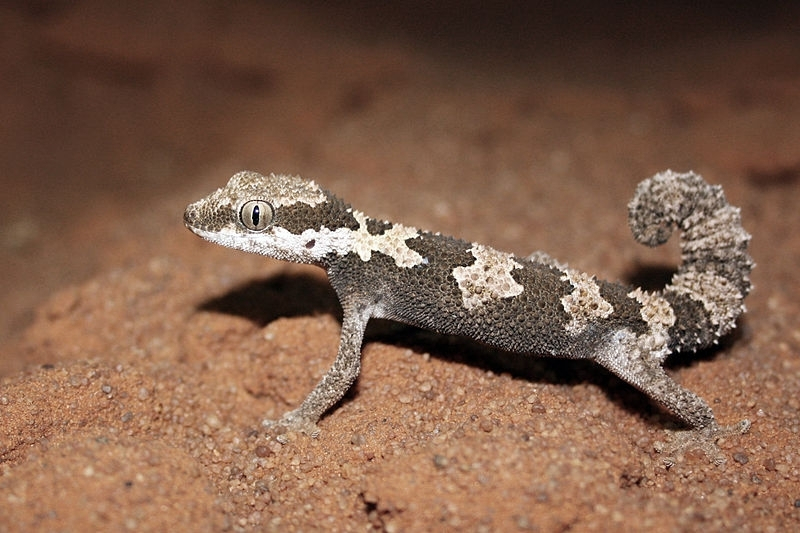 반려 도마뱀, 레오파드게코의 흔한 질병 '스틱 테일'이란?