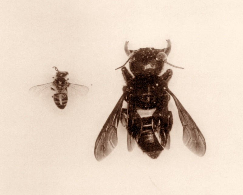 세계에서 가장 큰 꿀벌, 38년 만에 다시 발견