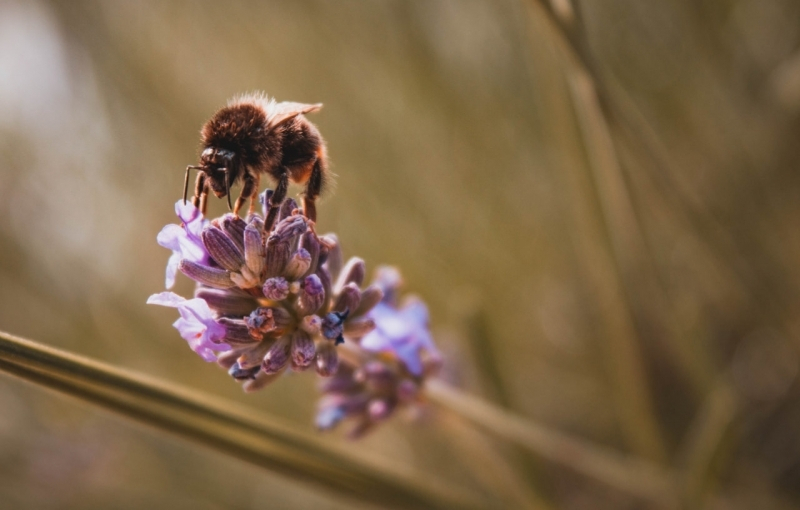 세계에서 가장 큰 꿀벌, 38년 만에 다시 발견