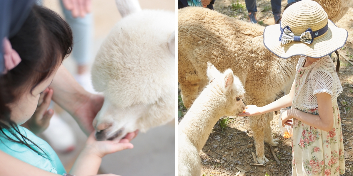 이번 주말, 아이들과 가볼 만한 곳 추천! 태안 쥬라기박물관, 전주 물고기마을부터 홍천 알파카월드까지