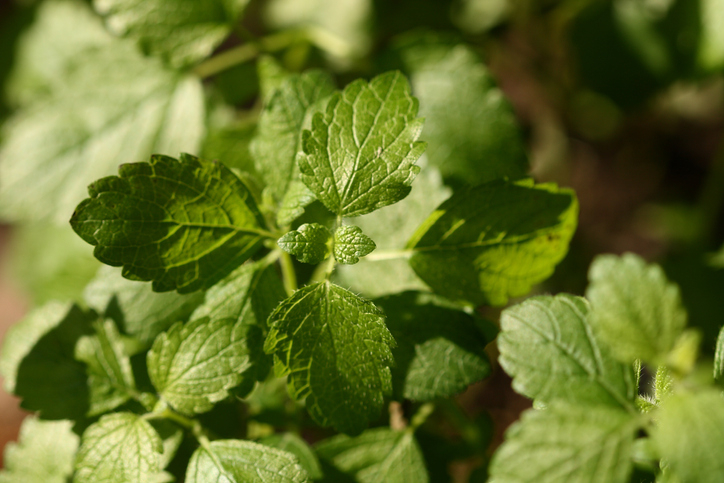 [살 빠지는 음식] 레몬밤 다이어트 효과, 비결은 '로즈마리산'…레몬밤 효능과 부작용은?