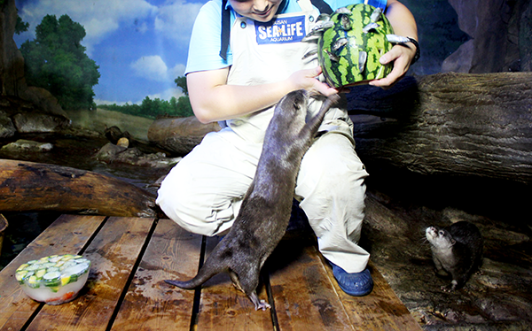 SEA LIFE 부산아쿠아리움, 해양생물들이 더위를 극복하는 방법