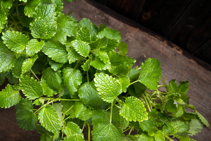 레몬밤은 레몬향이 나는 허브, 심신안정은 물론 다이어트 효과 UP↑ 다양한 레몬밤 효능과 먹는법 및 부작용은?