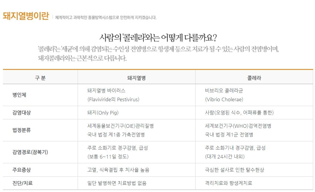 아프리카 돼지열병 주요 증상보니 '고열과 식육결핍' 콜레라 및 조류 인플루엔자와 무엇이 다를까?