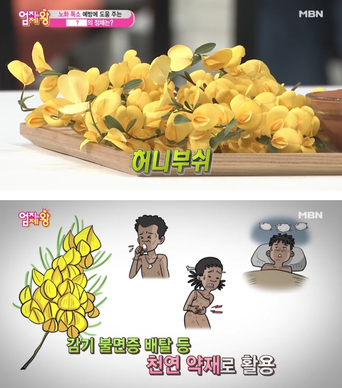 허니부쉬, '노화 독소 쏙 빼고 콜라겐 꽉 채운다' 효능 및 먹는 법 어떻길래? 주의해야 할 부작용까지