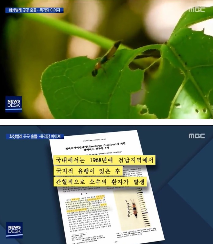 화상벌레, '밝은 빛 따라 들어와 옷, 침구류 등에 숨어' 이미 1968년에도 유행? 증상 줄이려면 털어내는 것이 중요