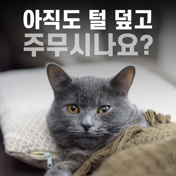 루밋, 쓱싹 이불세트 반려인들에게 큰 인기