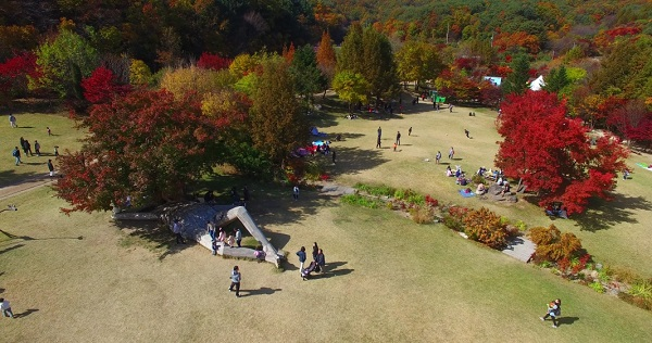 가을여행 떠나자 경기도 꼭 가야할 곳 평강랜드는 지금 가을꽃, 핑크뮬리 축제중