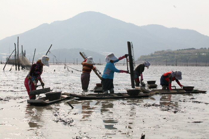 전남 보성 장도 어떻게 가지? 꼭 먹어야 할 것은? 11월 국내여행지 리스트에 `픽`