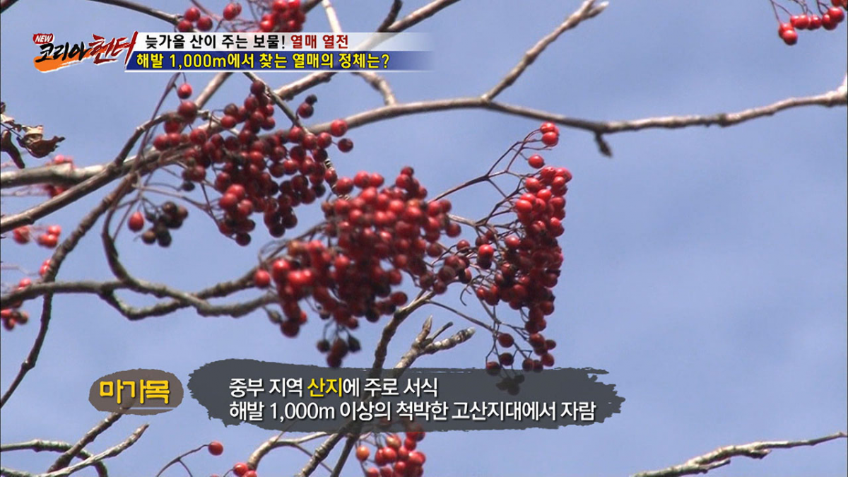 마가목청 만드는 마가목, 효능이 '어마어마' "지팡이로 짚고만 다녀도.." 부작용은?