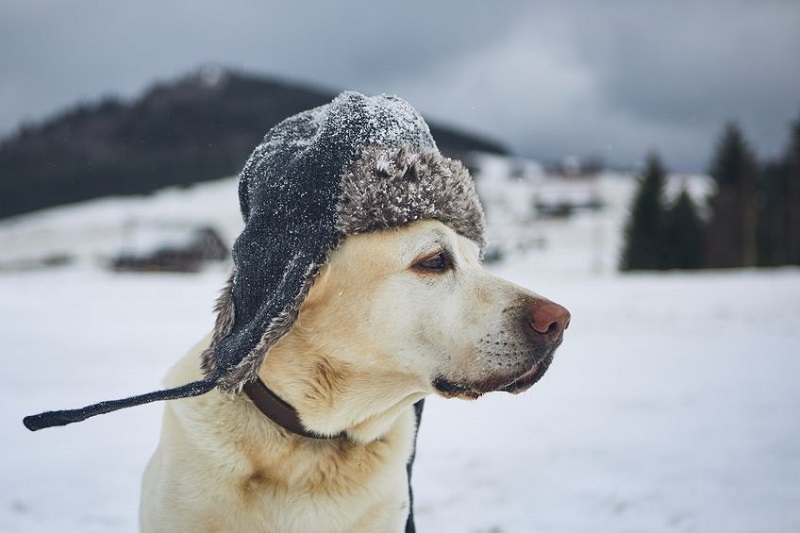춥고 매서운 겨울, 반려동물의 체온을 책임져라