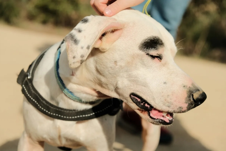 CANA, 반려동물 입양률 17% 감소…구조 서비스 부담 가중